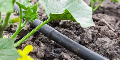 Drip irrigation